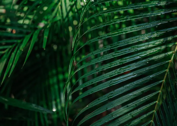 Icastico * Tulum